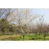 求購17公分早櫻