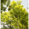 求購高接金枝槐 金葉白蠟