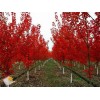 求購(gòu)胸徑10公分美國(guó)紅楓80棵