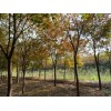 求購(gòu)胸徑17公分以上櫸樹(shù)28棵