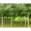 求購：胸徑15公分白蠟分枝點2.8米以上全冠一級樹