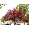 求購紅葉李