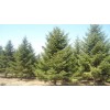 求購云杉杯苗0.55米高