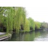 河南急求購胸徑23往上的老垂柳