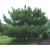 求購：60高18杯苗油松