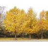 求購(gòu)1.2米10公分實(shí)生銀杏樹(shù)