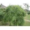 求購5公分垂槐，要求3年以上冠，量大