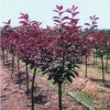 求購叢生的紫葉李