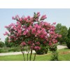 求購D30量5公分速生紫薇