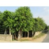 求購米經9公分小葉榕80株