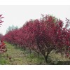 求購：紫葉矮櫻