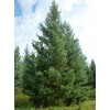 求購云杉6米1000棵