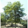 求購精品樸樹