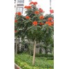 求購火焰木12分，冠2.5---3米