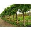 山東地區求購15公分國槐53O棵