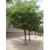 求購8公分國槐8公分北欒