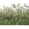 求購南果梨樹