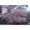 求購：地徑30量，15公分早櫻花