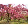 求購：高干晚櫻，胸徑6-8公分