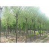 求購8-14公分柳樹