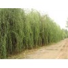 求購9公分青皮垂柳