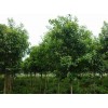 求購大葉女貞12法桐10雪松