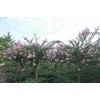 求購地經(jīng)11公分和15公分紫薇