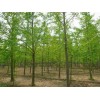 求購(gòu)胸經(jīng)24公分銀杏樹(shù)