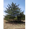 求購：2米油松！要量大