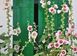 借陽光之手，暖一束花開 (24)