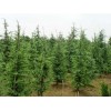 求購5米雪松3級樹