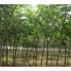 求購精品樸樹黃連木