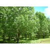 求購山槐，4--5公分