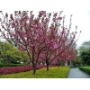 求購:晚櫻，重絲海棠，八棱海棠