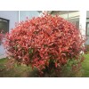 求購低分枝紅葉石楠