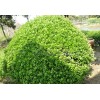 供應大葉黃楊球、衛矛、法國冬青\金葉女貞、紅葉石楠、