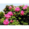 供應四季玫瑰，薔薇，基地批發價格