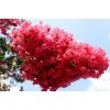 大量供應紫薇、紅花紫薇、百日紅等苗木