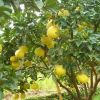 柚子樹
