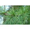 供應：濟南雪松、淄博雪松、濰坊雪松信息