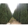 求購：塔柏苗床小苗