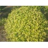 供應(yīng)金葉女貞球_黃葉女貞球苗木