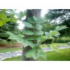 求購水曲柳30-50公分用80萬棵