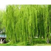 求購18公分垂柳分支點2.3米
