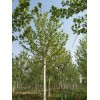 求購十六公分的二年冒法桐一級貨