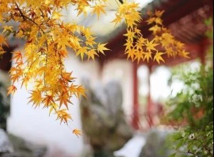 浮生清淺,秋葉知夢 (25)