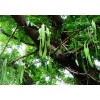 求購，6公分皂角樹