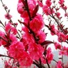 求購：紅葉碧桃，地徑四公分