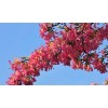 紅葉紫荊，加拿大紫荊價格怎么樣