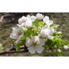 求購梨花海棠胸徑6公分
